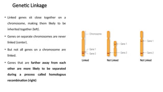 Comprehensive Overview of Gene Linkage and Genetic Mapping Techniques ...