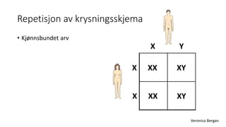 Repetisjon av krysningsskjema 
• Kjønnsbundet arv 
X 
X 
X 
Y 
XY 
XY 
XX 
XX 
Veronica Bergan 
 