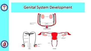 Genital System Development
 