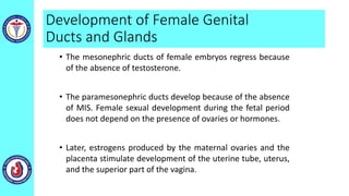 Development of Female Genital
Ducts and Glands
• The mesonephric ducts of female embryos regress because
of the absence of testosterone.
• The paramesonephric ducts develop because of the absence
of MIS. Female sexual development during the fetal period
does not depend on the presence of ovaries or hormones.
• Later, estrogens produced by the maternal ovaries and the
placenta stimulate development of the uterine tube, uterus,
and the superior part of the vagina.
 