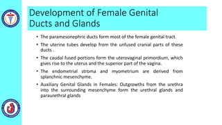 Development of Female Genital
Ducts and Glands
• The paramesonephric ducts form most of the female genital tract.
• The uterine tubes develop from the unfused cranial parts of these
ducts .
• The caudal fused portions form the uterovaginal primordium, which
gives rise to the uterus and the superior part of the vagina.
• The endometrial stroma and myometrium are derived from
splanchnic mesenchyme.
• Auxiliary Genital Glands in Females: Outgrowths from the urethra
into the surrounding mesenchyme form the urethral glands and
paraurethral glands
 
