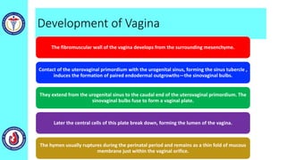 Development of Vagina
The fibromuscular wall of the vagina develops from the surrounding mesenchyme.
Contact of the uterovaginal primordium with the urogenital sinus, forming the sinus tubercle ,
induces the formation of paired endodermal outgrowths—the sinovaginal bulbs.
They extend from the urogenital sinus to the caudal end of the uterovaginal primordium. The
sinovaginal bulbs fuse to form a vaginal plate.
Later the central cells of this plate break down, forming the lumen of the vagina.
The hymen usually ruptures during the perinatal period and remains as a thin fold of mucous
membrane just within the vaginal orifice.
 