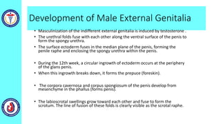 Development of Male External Genitalia
• Masculinization of the indifferent external genitalia is induced by testosterone .
• The urethral folds fuse with each other along the ventral surface of the penis to
form the spongy urethra.
• The surface ectoderm fuses in the median plane of the penis, forming the
penile raphe and enclosing the spongy urethra within the penis.
• During the 12th week, a circular ingrowth of ectoderm occurs at the periphery
of the glans penis.
• When this ingrowth breaks down, it forms the prepuce (foreskin).
• The corpora cavernosa and corpus spongiosum of the penis develop from
mesenchyme in the phallus (forms penis).
• The labioscrotal swellings grow toward each other and fuse to form the
scrotum. The line of fusion of these folds is clearly visible as the scrotal raphe.
 