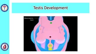 Testis Development
 