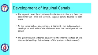 Development of Inguinal Canals
• The inguinal canals form pathways for the testes to descend from the
abdominal wall into the scrotum. Inguinal canals develop in both
sexes.
• As the mesonephros degenerates, a ligament—the gubernaculum—
develops on each side of the abdomen from the caudal pole of the
gonad.
• The gubernaculum attaches caudally to the internal surface of the
labioscrotal swellings (future halves of the scrotum or labia majora).
 