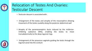 Relocation of Testes And Ovaries:
Testicular Descent
• Testicular descent is associated with:
• Enlargement of the testes and atrophy of the mesonephroi allowing
movement of the testes caudally along the posterior abdominal wall
• Atrophy of the paramesonephric ducts induced by the müllerian-
inhibiting substance (MIS), enabling the testes to move
transabdominally to the deep inguinal rings.
• Enlargement of the processus vaginalis guiding the testis through the
inguinal canal into the scrotum
 
