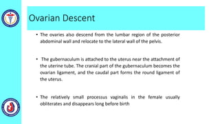 Ovarian Descent
• The ovaries also descend from the lumbar region of the posterior
abdominal wall and relocate to the lateral wall of the pelvis.
• The gubernaculum is attached to the uterus near the attachment of
the uterine tube. The cranial part of the gubernaculum becomes the
ovarian ligament, and the caudal part forms the round ligament of
the uterus.
• The relatively small processus vaginalis in the female usually
obliterates and disappears long before birth
 