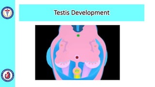 Testis Development
 