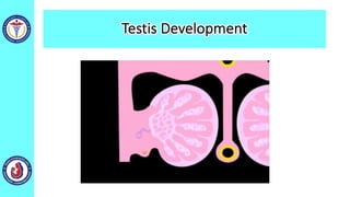 Testis Development
 