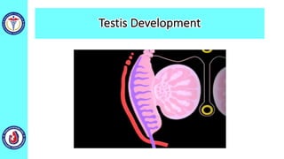 Testis Development
 