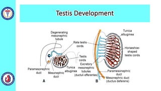 Testis Development
 