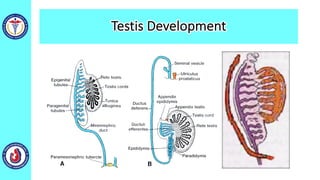 Testis Development
 