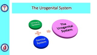 The Urogenital System
 