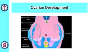 Ovarian Development
 