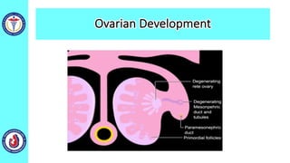 Ovarian Development
 