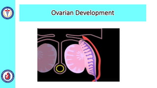Ovarian Development
 