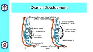 Ovarian Development
 