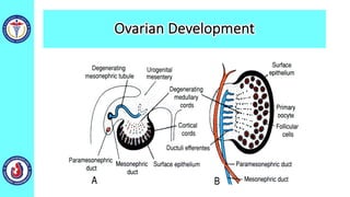 Ovarian Development
 