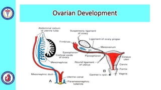 Ovarian Development
 