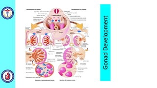 GonadDevelopment
 