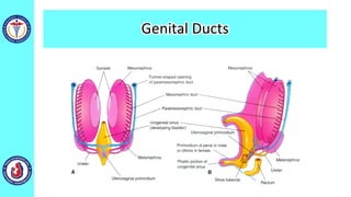 Genital Ducts
 