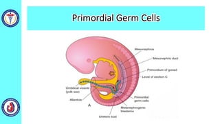 Primordial Germ Cells
 