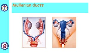 Müllerian ducts
 