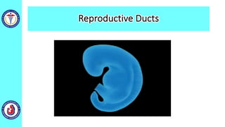 Reproductive Ducts
 