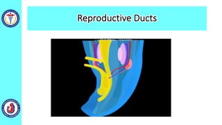 Reproductive Ducts
 