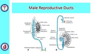 Male Reproductive Ducts
 