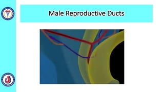 Male Reproductive Ducts
 