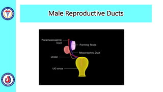Male Reproductive Ducts
 