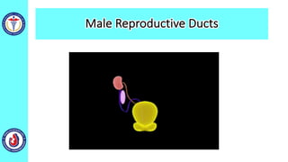 Male Reproductive Ducts
 