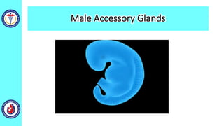 Male Accessory Glands
 