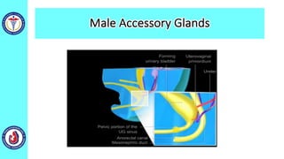 Male Accessory Glands
 