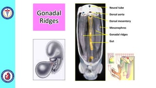 Neural tube
Dorsal aorta
Dorsal mesentery
Mesonephros
Gonadal ridges
Gut
Gonadal
Ridges
 
