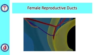 Female Reproductive Ducts
 