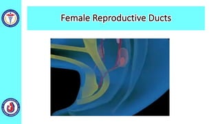 Female Reproductive Ducts
 