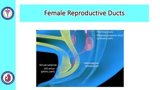 Female Reproductive Ducts
 