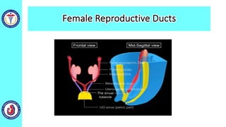 Female Reproductive Ducts
 