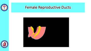 Female Reproductive Ducts
 