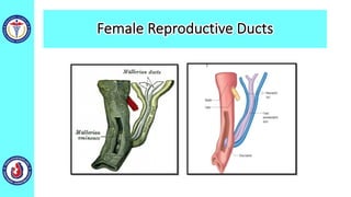 Female Reproductive Ducts
 