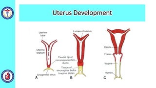 Uterus Development
 