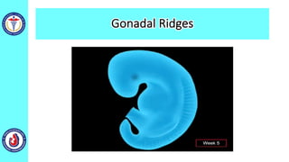Gonadal Ridges
 