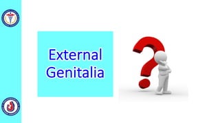 External
Genitalia
 