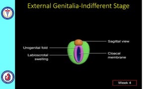 External Genitalia-Indifferent Stage
 