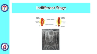 Indifferent Stage
 