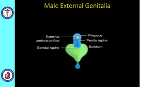 Male External Genitalia
 