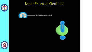 Male External Genitalia
 