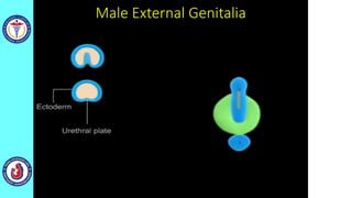 Male External Genitalia
 